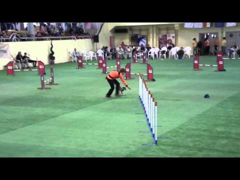 2015.04.18-19 XIX. MEDIVID Agility Kupa Németh Viktória & Tipli mini A1 jumping futam