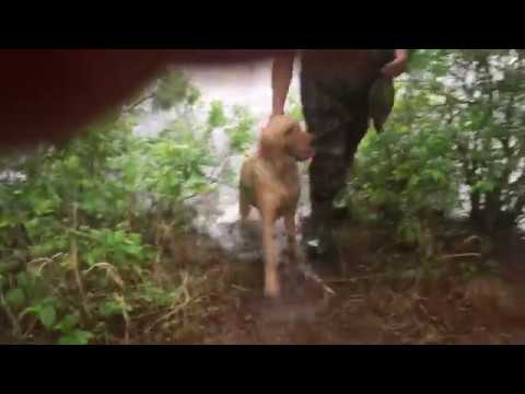 CASEY DECOY RETRIEVAL #5 5/22/2018