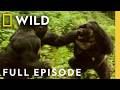 Plan Of Attack Full Episode Animal Fight Night Nat Geo Animals