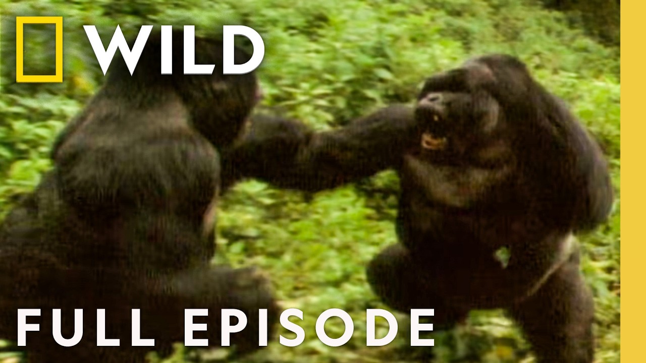 Kenya's Rhino Population Thrives Amidst Robust Conservation and Anti-Poaching Efforts