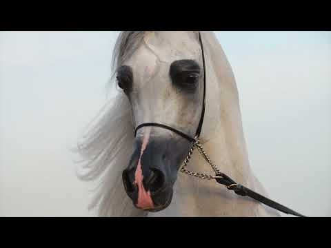 D SERAJ, Breeding Opportunity - KIAHF Auction 2024