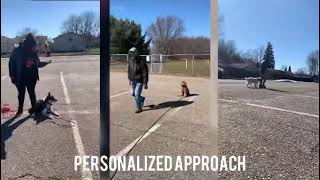 Dog Obedience Group Classes in Akron, Ohio