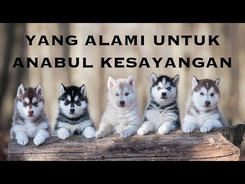 download lagu mp3 mp4 Tips Kesehatan Herbal, download lagu Tips Kesehatan Herbal gratis, unduh video klip Tips Kesehatan Herbal