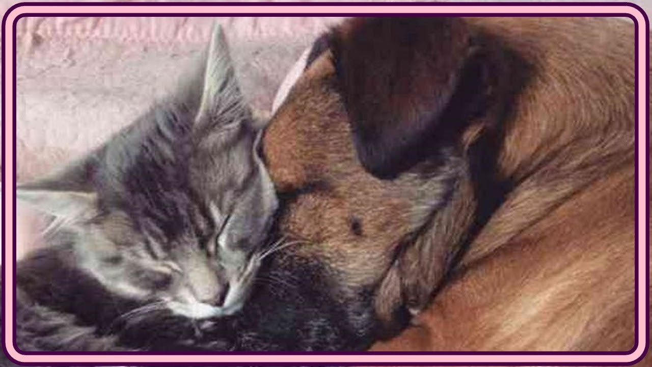 【感動】病気で苦しむ犬に寄り添う猫。強い絆で結ばれた2匹の家族愛に胸が熱くなる【世界が感動！涙と感動エピソード】