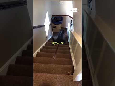🐶😱 Пёс скользил по лестнице… и не заметил гвоздь!
