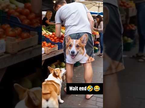 Corgi dog prank went way too far! 😭👖 #viral #funny #dog