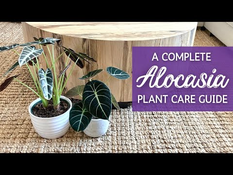 Complete Alocasia Care Guide | Elephant Ear Houseplant Care and Propagation