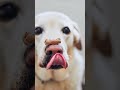 Why Do Dogs Lick Your Belly Button Shortvideo