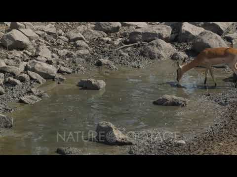 Impala drinking in drying up river as fish struggle in small bit of water