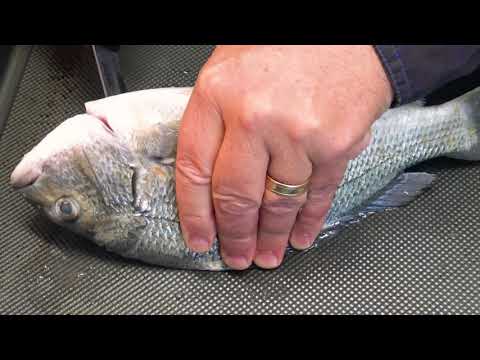 HOW-TO Kill & Bleed Fish FAST & HUMANELY For Tastier Meals!