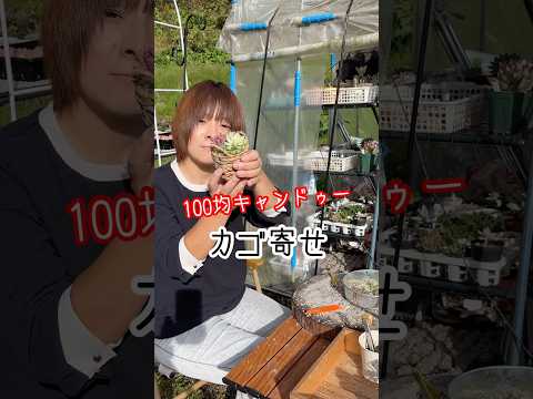 開花した多肉植物 単結実性植物 開花後に枯れる