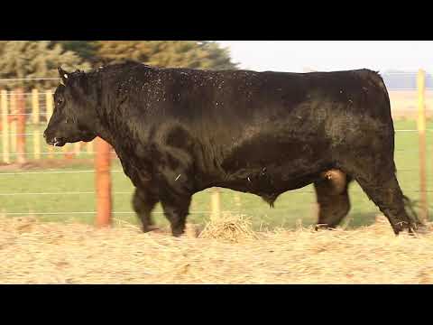 Toro AA PP - RP1866 - Lote #4 - Remate Online La Torcacita - 20.08.2021