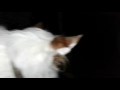 Ghost Spirit Moves In Front Of My Dog