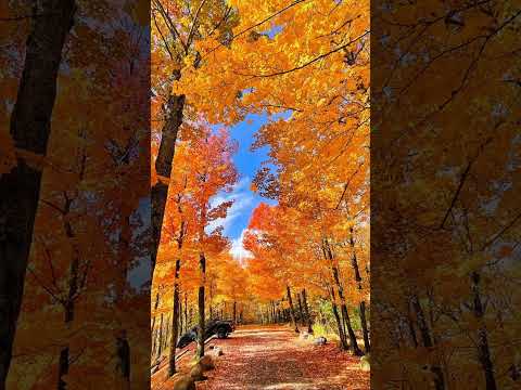 Come out and take a walk,the autumn scenery here will surely heal you!