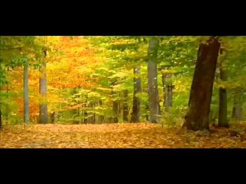 Como  hojas al viento, Los Vasquez