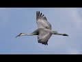Sandhill Crane Festival 2026