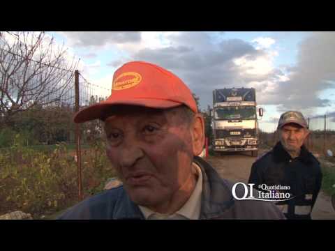 Adelfia, San Trifone: l'arte dei fuochi d'artificio di giorno