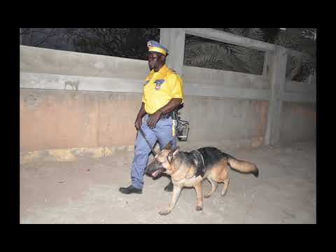 N2M PUB - BRIGADE CANINE