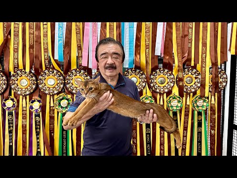 First TIME Makikita! WORLD CHAMPION CATS, Nasa Pinas pala, sa World Class CATTERY ni  JIMI LIM!