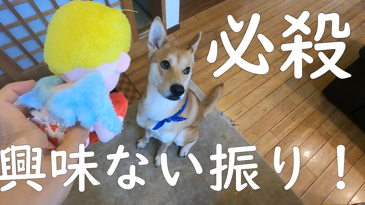 興味ない振りして・・・いきなりガブッ！」