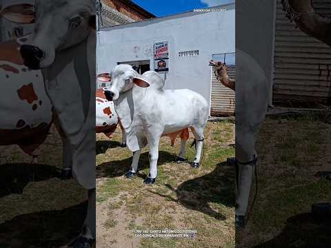 Esculturas de Animais RN-160 Santo Antônio do Potengi São Gonçalo do Amarante-RN🇮🇸