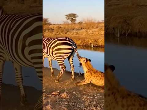 🤣 [동물 코미디] 