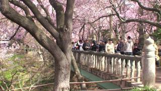 preview picture of video '高遠城址公園の桜'