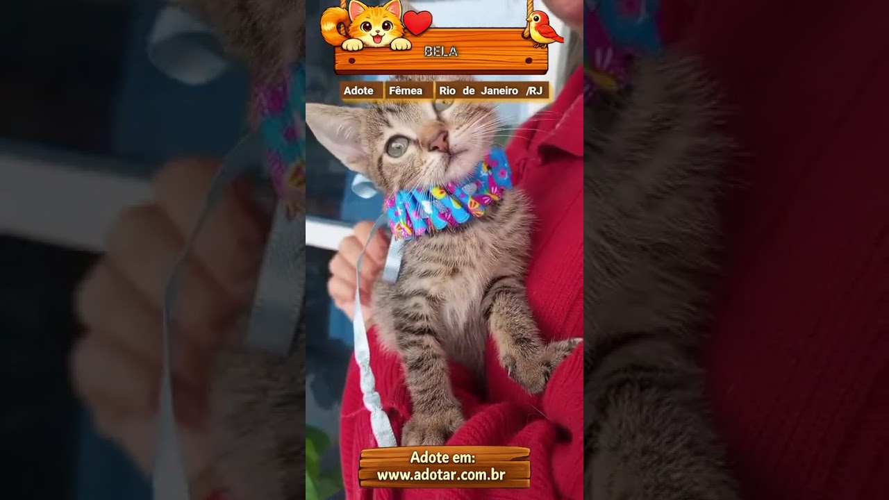 Gato raça SRD-ViraLata idade 2 a 6 meses nome BELLA