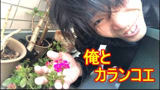 今年もカランコエの花が咲きました！そう！獰猛にね！