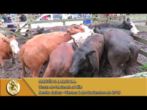 02-11-18 Venta de Hacienda al Kilo - Martin G. Lalor S.A. - Benito Juárez