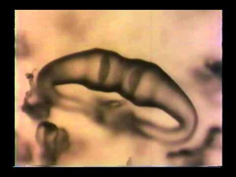 Zygosporangia formation