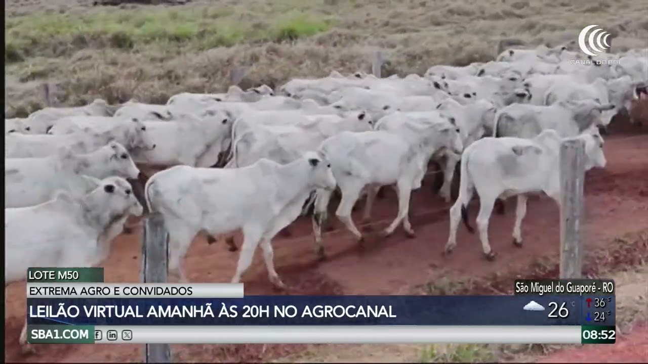 Leilão Extrema Agro e Convidados oferta gado de corte nesta terça-feira no AgroCanal
