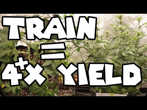 How to Increase Cannabis Yields 4X!!! (Low Stress Training) #easy #organic #growyourown