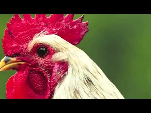 Hen Video and Sound, 20 Different,Different Roosters Crowing 2022.
