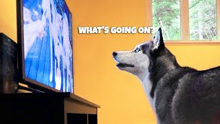 Dog Watching TV Test – Do They Understand What They See?
