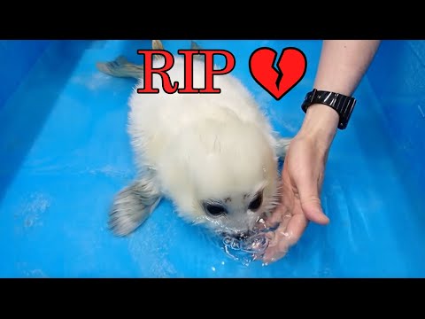 The Story Of Mizore, The Famous Baby Seal