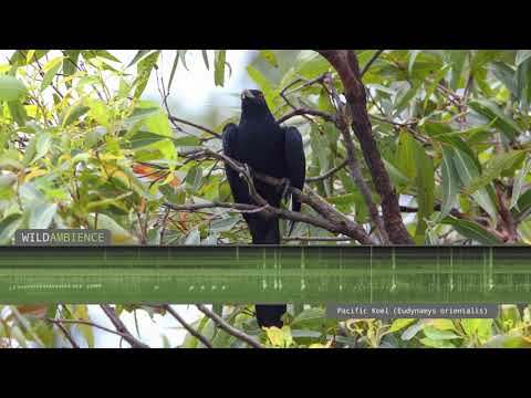 Pacific Koel (Eastern Koel) – Sounds and Calls