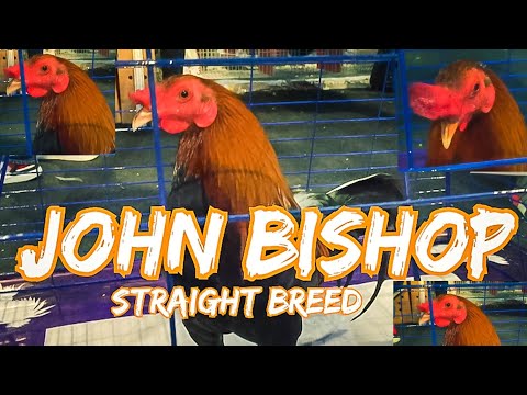 JOHN BISHOP (Straight Breed) STAG