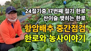 24절기 한로와 농사 이야기 / 항암배추 중간 점검 / 찬 이슬이 내리는 한로 / 새벽 텃밭 풍경