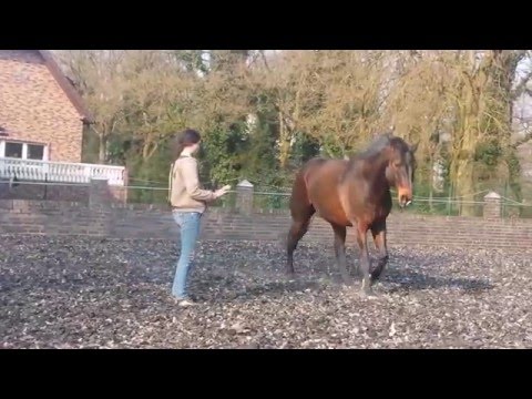 Talina Lorei Freiheitsdressur