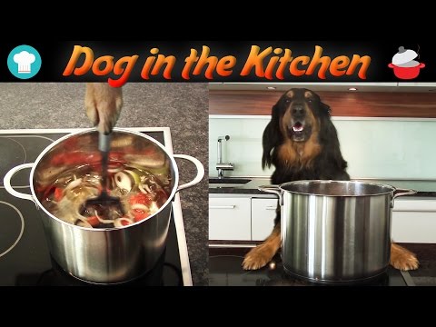 download lagu mp3 mp4 Dogs Chef Granule, download lagu Dogs Chef Granule gratis, unduh video klip Dogs Chef Granule