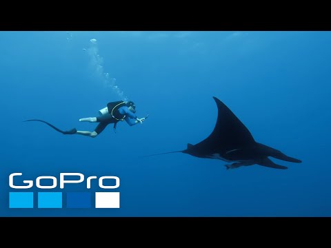 GoPro: Stunning Encounters with Sharks, Humpbacks, + Mantas in 4K