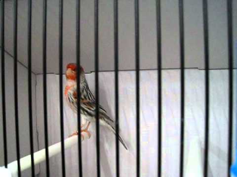 comment soigner gorge rouge