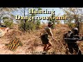 Cape Buffalo BLACK MAMBAS And GIANT Crocs With Dalton York Safaris