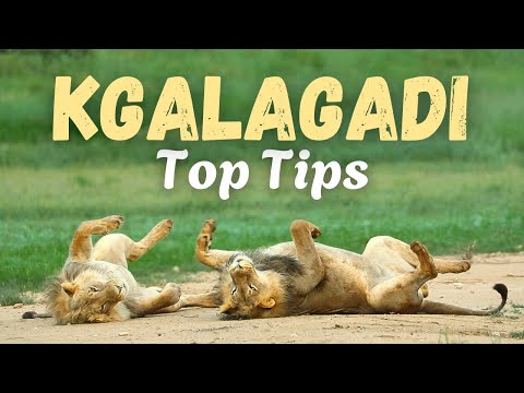 14 Top Tips To Help You Enjoy The Kgalagadi Even More!