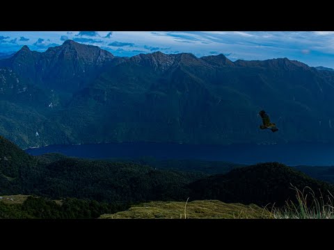 2020 Fiordland Wapiti Hunting New Zealand - Mount Tanilba Wapiti Block Period 1