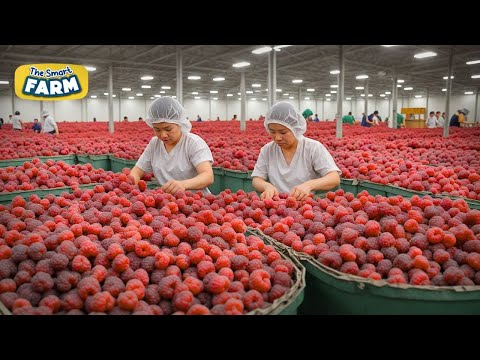 How MILLIONS of Raspberries Are Harvested: Amazing Raspberries Factory!