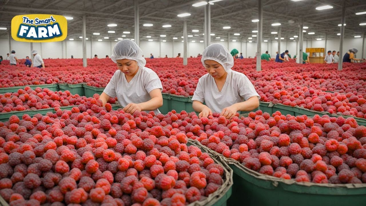 How MILLIONS of Raspberries Are Harvested: Amazing Raspberries Factory ...