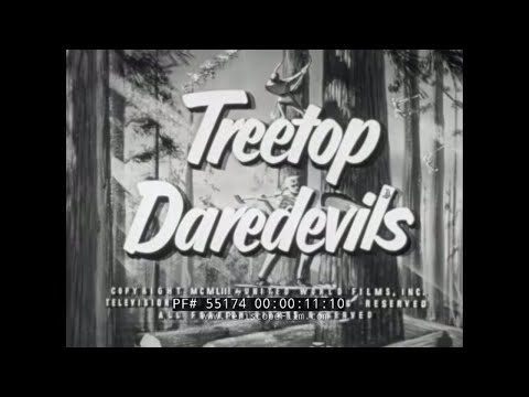 " TREETOP DAREDEVILS "  1950s LUMBERJACK & LUMBER INDUSTRY FILM  55174