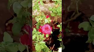 Download lagu ஆனந்த ராகம் 🌺🌿💞|Uma Ramanan Song #melodyhits #shortsfeed mp3